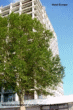 thm_Abschlussfahrt Siofok 3.-6.6.10 18.gif